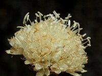 Cephalaria leucantha