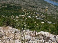 Cephalaria leucantha 3, Saxifraga-Jasenka Topic