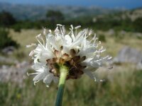 Cephalaria leucantha 5, Saxifraga-Jasenka Topic