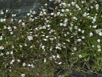 Cerastium alpinum, Alpine Mouse-ear