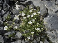Cerastium alpinum 12, Saxifraga-Willem van Kruijsbergen