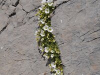 Cerastium alpinum 18, Saxifraga-Harry Jans