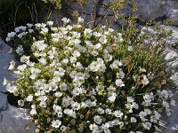 Cerastium alpinum 19, Saxifraga-Harry Jans