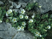 Cerastium alpinum 22, Saxifraga-Jan van der Straaten