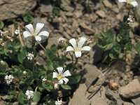 Cerastium alpinum 23, Saxifraga-Jan van der Straaten