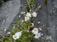 Cerastium alpinum 31, Saxifraga-Willem van Kruijsbergen
