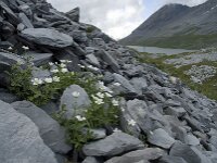 Cerastium alpinum 9, Saxifraga-Willem van Kruijsbergen
