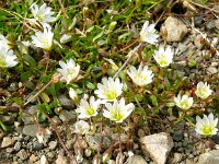 Cerastium alpinum ssp glabratum 25, Saxifraga-Hans Grotenhuis