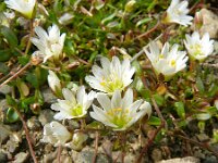 Cerastium alpinum ssp glabratum 26, Saxifraga-Hans Grotenhuis
