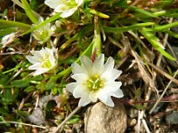Cerastium alpinum ssp glabratum 27, Saxifraga-Hans Grotenhuis