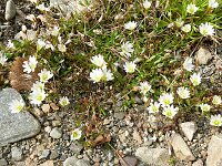 Cerastium alpinum ssp glabratum 28, Saxifraga-Hans Grotenhuis