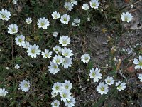 Cerastium arvense, Field Mouse-ear