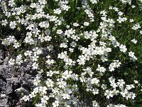 Cerastium arvense 26, Akkerhoornbloem, Saxifraga-Jasenka Topic