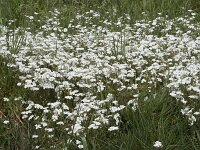 Cerastium arvense 53, Akkerhoornbloem, Saxifraga-Willem van Kruijsbergen