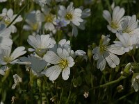 Cerastium arvense ssp arvense 5, Akkerhoornbloem, Saxifraga-Willem van Kruijsbergen