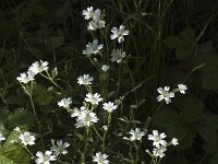 Cerastium arvense ssp arvense 8, Akkerhoornbloem, Saxifraga-Jan van der Straaten