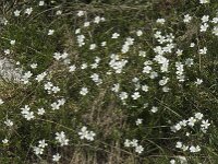 Cerastium arvense ssp suffruticosum 21, Saxifraga-Willem van Kruijsbergen