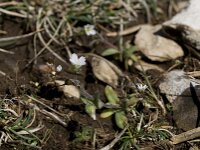 Cerastium arvense ssp suffruticosum 22, Saxifraga-Willem van Kruijsbergen