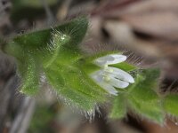 Cerastium brachypetalum