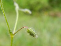 Cerastium brachypetalum 2, Kalkhoornbloem, Saxifraga-Rutger Barendse
