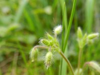 Cerastium brachypetalum 4, Kalkhoornbloem, Saxifraga-Rutger Barendse