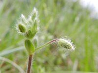 Cerastium brachypetalum 7, Kalkhoornbloem, Saxifraga-Rutger Barendse
