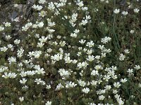 Cerastium candidissimum