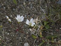 Cerastium cerastoides