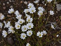 Cerastium decalvans