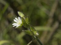 Cerastium diffusum, Dark-green Mouse-ear