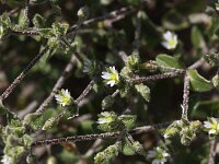 Cerastium diffusum 16, Scheve hoornbloem, Saxifraga-Peter Meininger