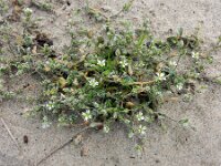 Cerastium diffusum 30, Scheve hoornbloem, Saxifraga-Ed Stikvoort