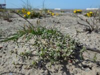 Cerastium diffusum 34, Scheve hoornbloem, Saxifraga-Ed Stikvoort
