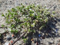 Cerastium diffusum 35, Scheve hoornbloem, Saxifraga-Ed Stikvoort