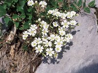 Cerastium dinaricum
