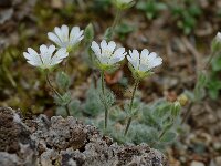 Cerastium eriophorum