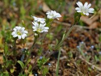 Cerastium fontanum, Common Mouse-ear