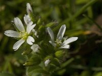 Cerastium fontanum 4, Gewone hoornbloem, Saxifraga-Jan van der Straaten