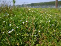 Cerastium fontanum ssp vulgare 15, Gewone hoornbloem, Saxifraga-Ed Stikvoort