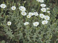 Cerastium gibraltaricum