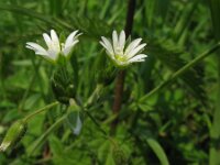 Cerastium glomeratum, Sticky Mouse-ear