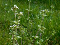 Cerastium glomeratum 10, Kluwenhoornbloem, Saxifraga-Ed Stikvoort