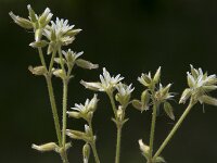 Cerastium glomeratum 13, Kluwenhoornbloem, Saxifraga-Willem van Kruijsbergen