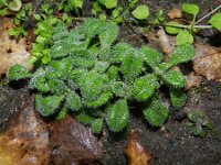 Cerastium glomeratum 4, Kluwenhoornbloem, Saxifraga-Rutger Barendse