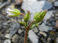 Cerastium glutinosum