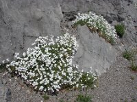 Cerastium grandiflorum