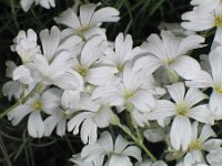 Cerastium grandiflorum 4, Saxifraga-Jasenka Topic
