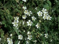 Cerastium illyricum