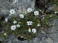 Cerastium latifolium