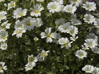 Cerastium latifolium 3, Saxifraga-Jan van der Straaten